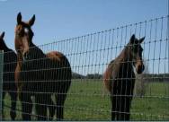 Field Fence